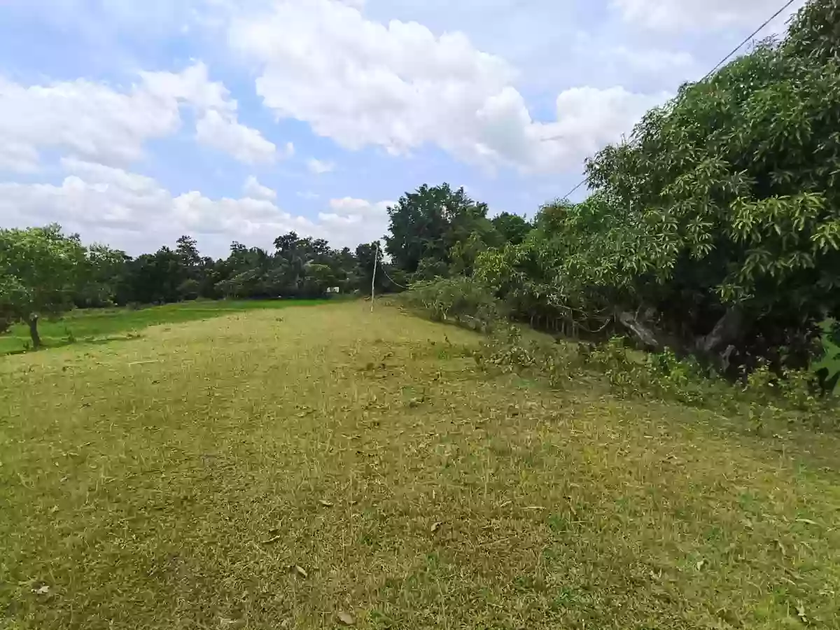 Farm Lot For Sale for only 140 pesos per sqm — Agricultural Lot in San Miguel, Bohol, 6323 — Photo 4