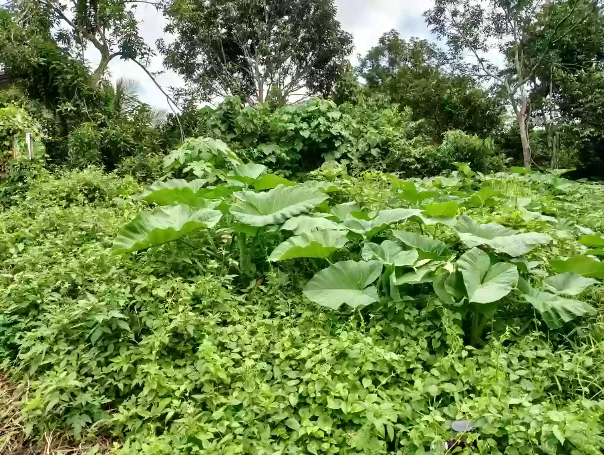 For Sale: Residential Lot in Pagalungan, Polomolok — 500 sqm — Residential Lot in Pagalungan, Polomolok, South Cotabato — Photo 4