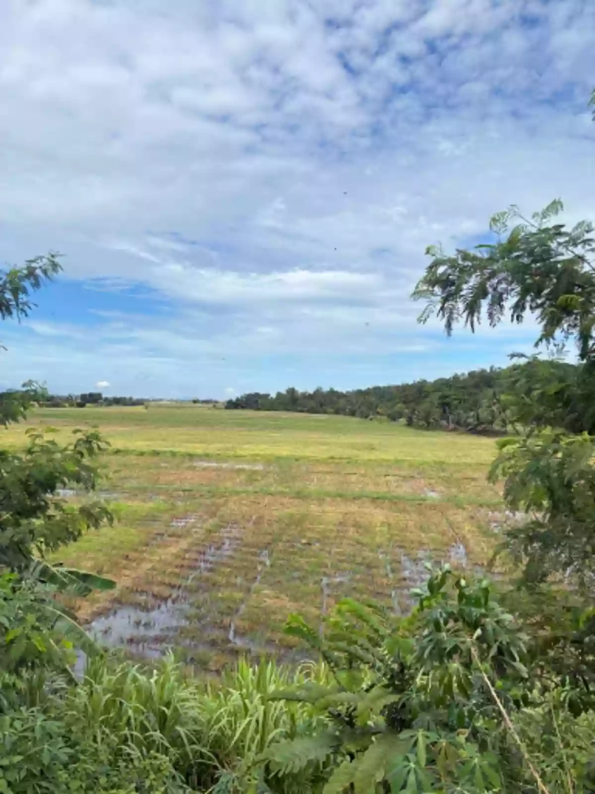 For Sale: Agricultural Lot in Tongantongan, Valencia, Bukidnon — 37000 sqm — Agricultural Lot in Valencia, Bukidnon, 8709 — Photo 3