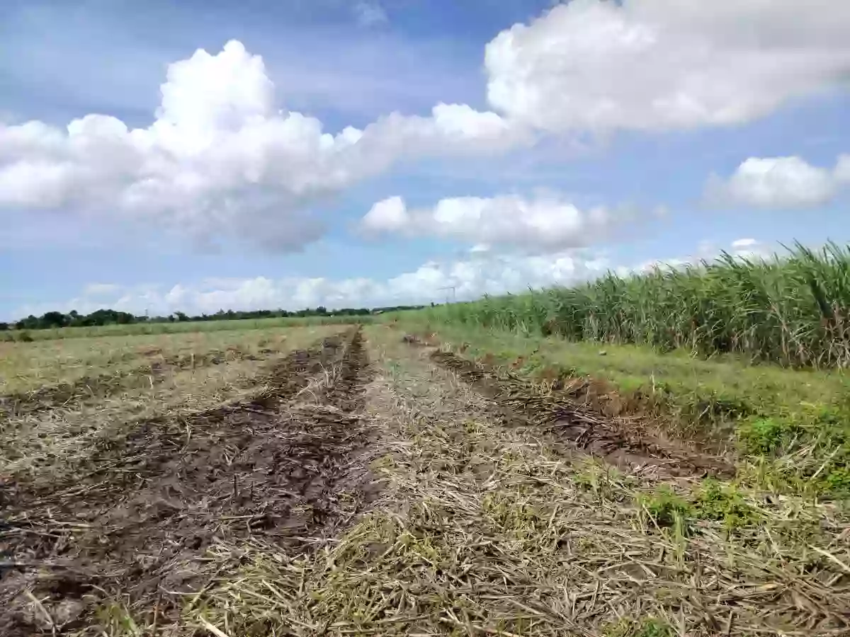 𝐀𝐆𝐑𝐈𝐂𝐔𝐋𝐓𝐔𝐑𝐀𝐋 𝐋𝐎𝐓 𝐅𝐎𝐑 𝐒𝐀𝐋𝐄 - 𝟏𝟓 𝐇𝐄𝐂𝐓𝐀𝐑𝐄𝐒!! — Agricultural Lot in Rizal, Silay City, Negros Occidental — Photo 3