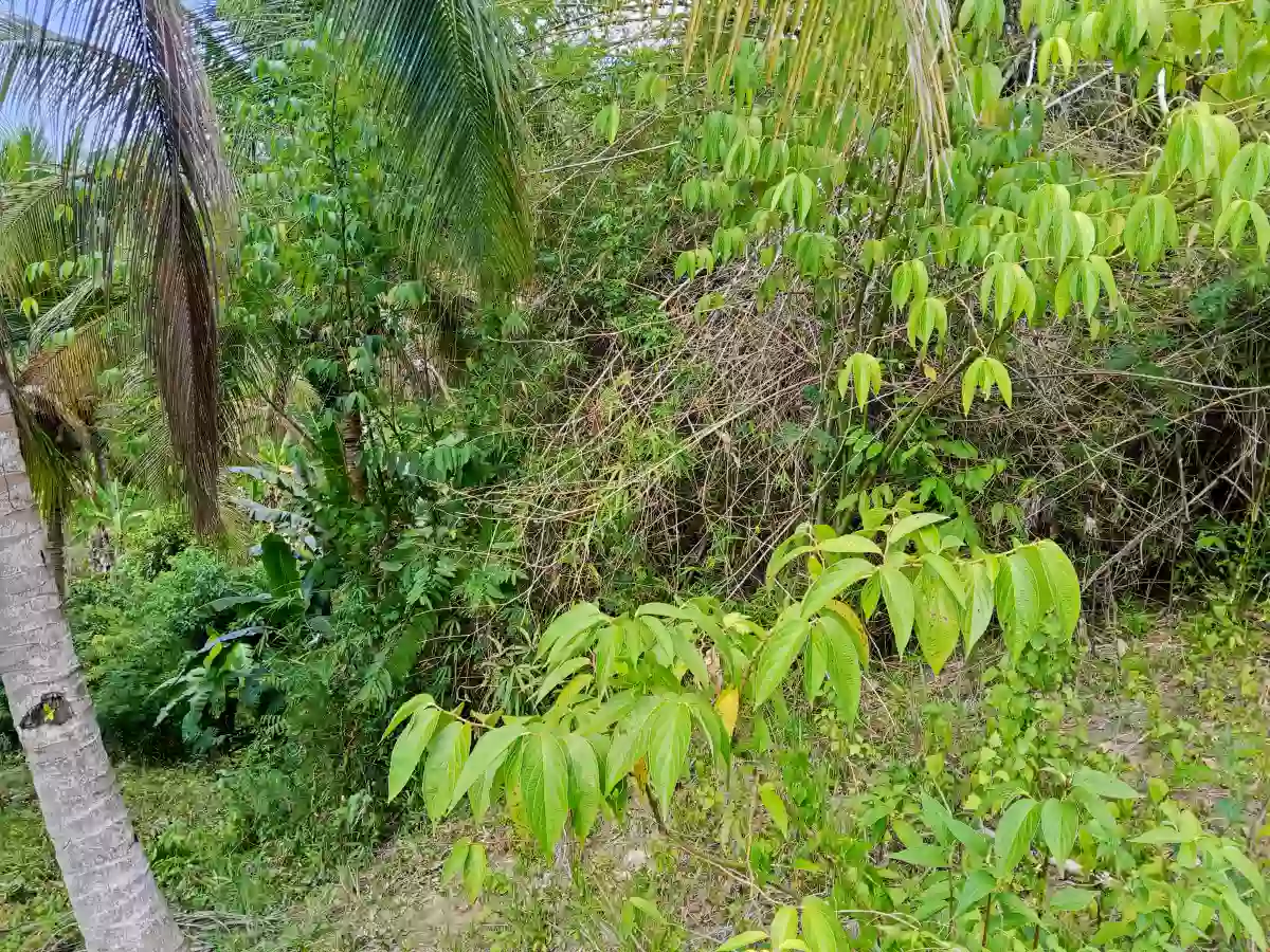 Farm lot for sale