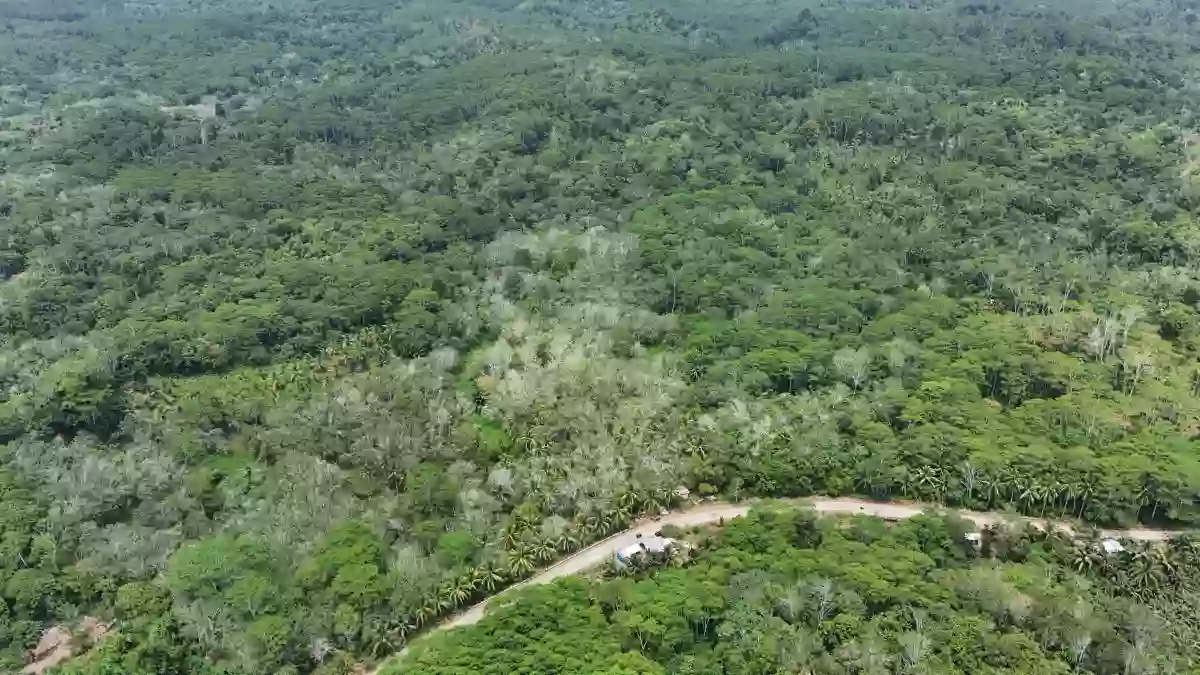 For Sale: Agricultural Lot in Katipunan, Bayugan City — 20172 sqm — Agricultural Lot in Bayugan City, Agusan del Sur, 8502 — Photo 3