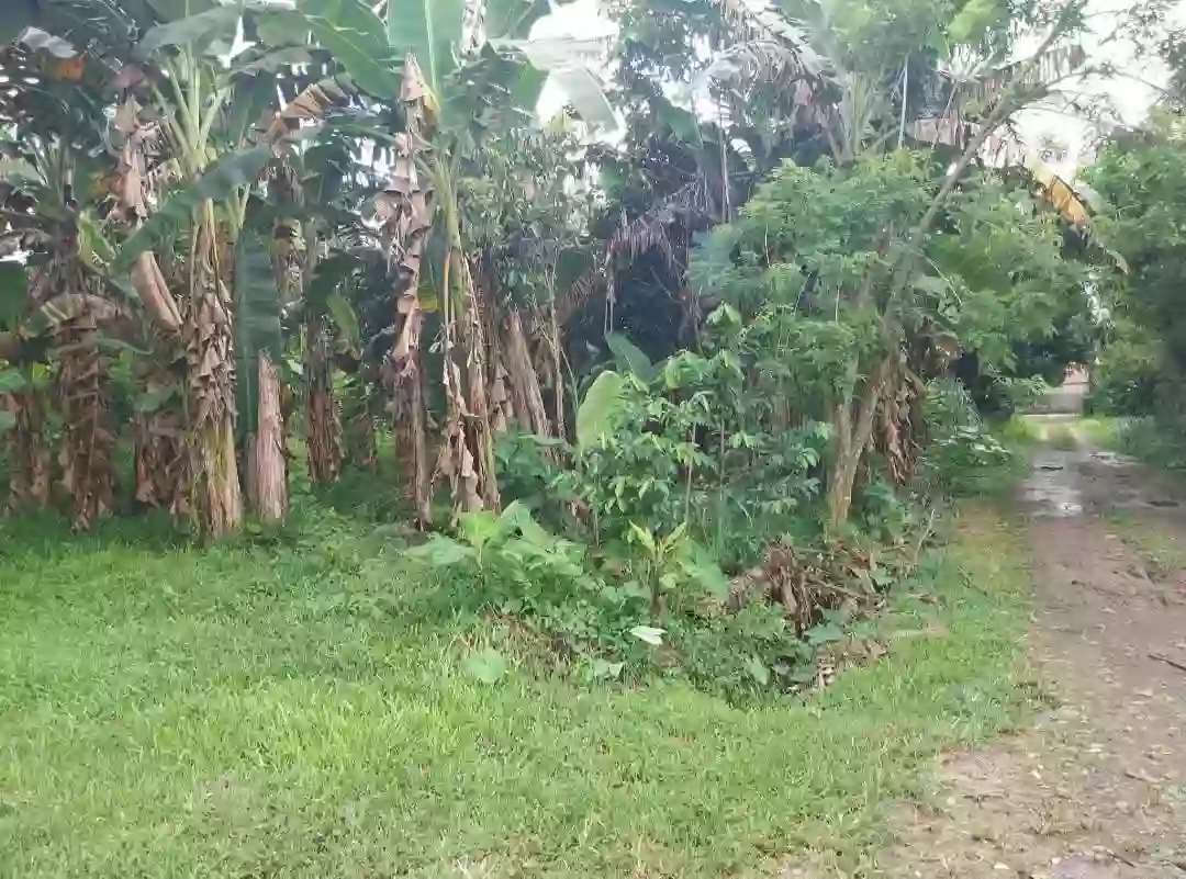 For Sale: Residential Lot Near Spoon Trail,Brgy Alangilan, Bacolod City — 1117 sqm — Residential Lot in Bacolod City, Negros Occidental, 6100 — Photo 7
