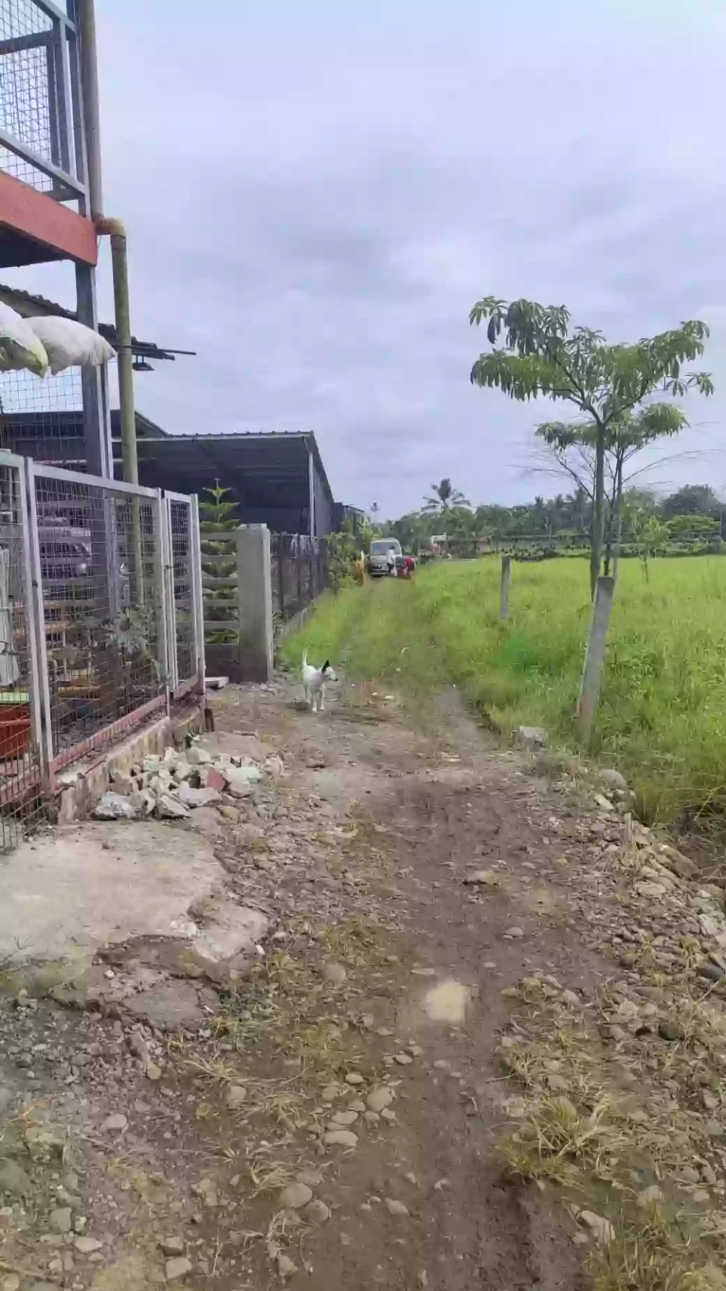 For Sale: Agricultural Lot Near Gaisano Grand Calinan, Davao City — 2000 sqm — Agricultural Lot in Calinan (Pob.), Davao City, Davao del Sur — Photo 5