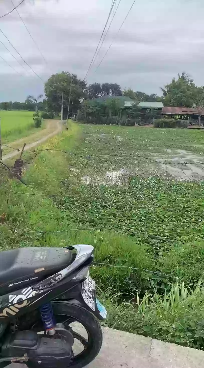 Rush Sale: Agricultural Lot in Bintog, Plaridel — 1000 sqm