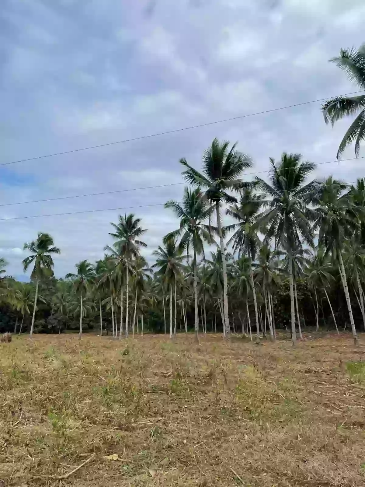 TIGNAPOLOAN FARM FOR SALE — Agricultural Lot in Cagayan de Oro City, Misamis Oriental, 9000 — Photo 3