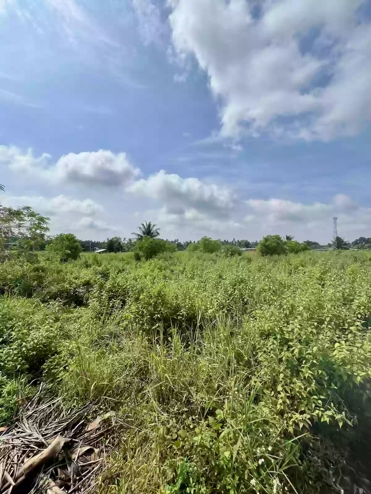 For Sale: Residential Lot in Silway 8, Polomolok — 3830 sqm — Residential Lot in Polomolok, South Cotabato, 9504 — Photo 3