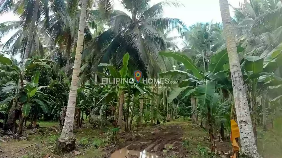 For Sale: Agricultural Lot Near Upper Balogo Elementary School, Pigkawayan — 28570 sqm — Agricultural Lot in Pigkawayan, Cotabato, 9412 — Photo 5
