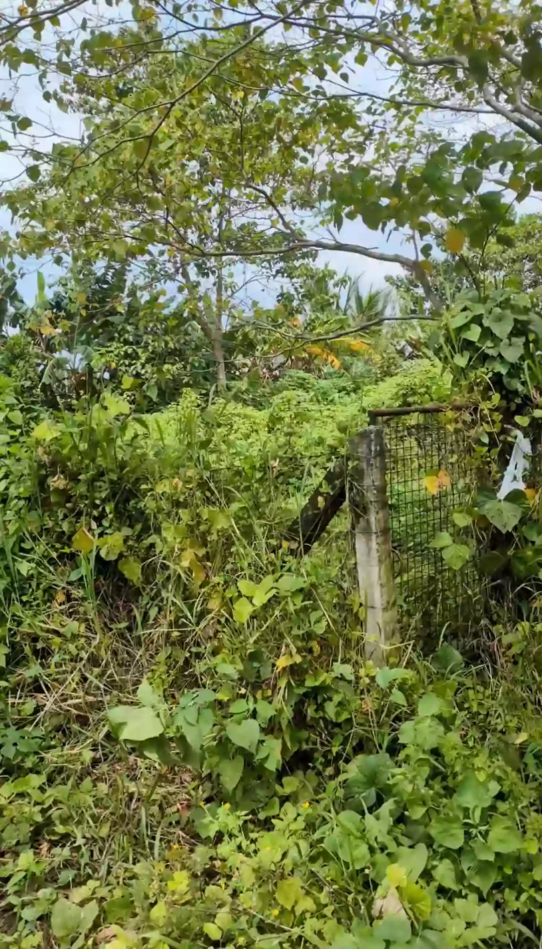 For Sale: Agricultural Lot Near Deca Tacunan, Davao City — 1151 sqm — Agricultural Lot in Ula, Davao City, Davao del Sur — Photo 5