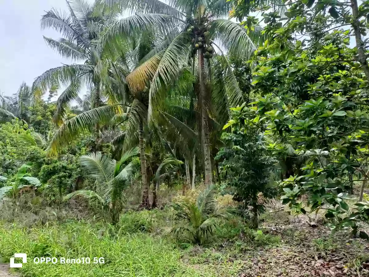FARM LOT FORSALE — Agricultural Lot in Polomolok, South Cotabato, 9504 — Photo 2