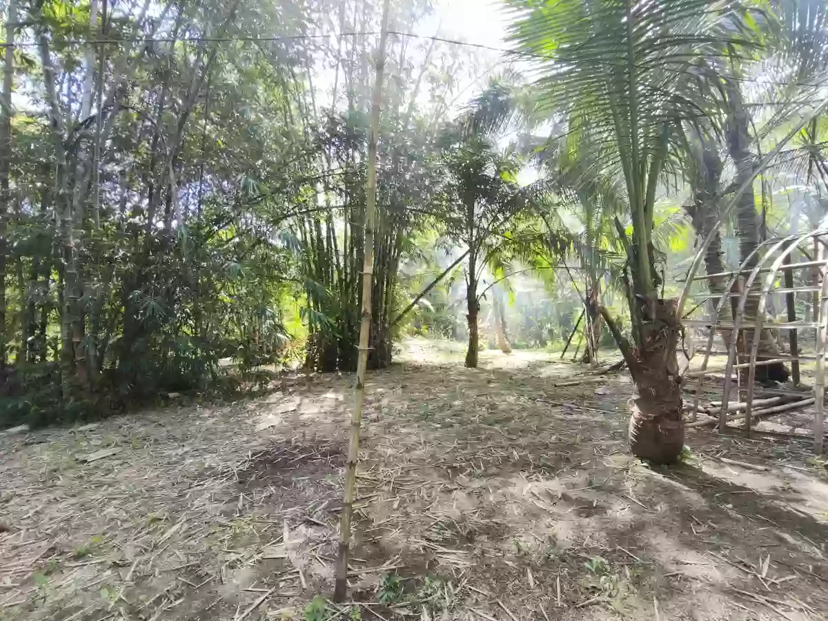 Agricultural lot for Sale in Tanauan Leyte