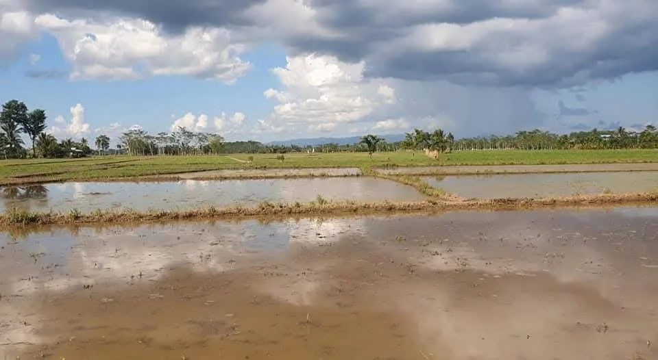 For Sale: 10-hectare Rice Land in Trento, Agusan del Sur — Agricultural Lot in Trento, Agusan del Sur, 8505 — Photo 2