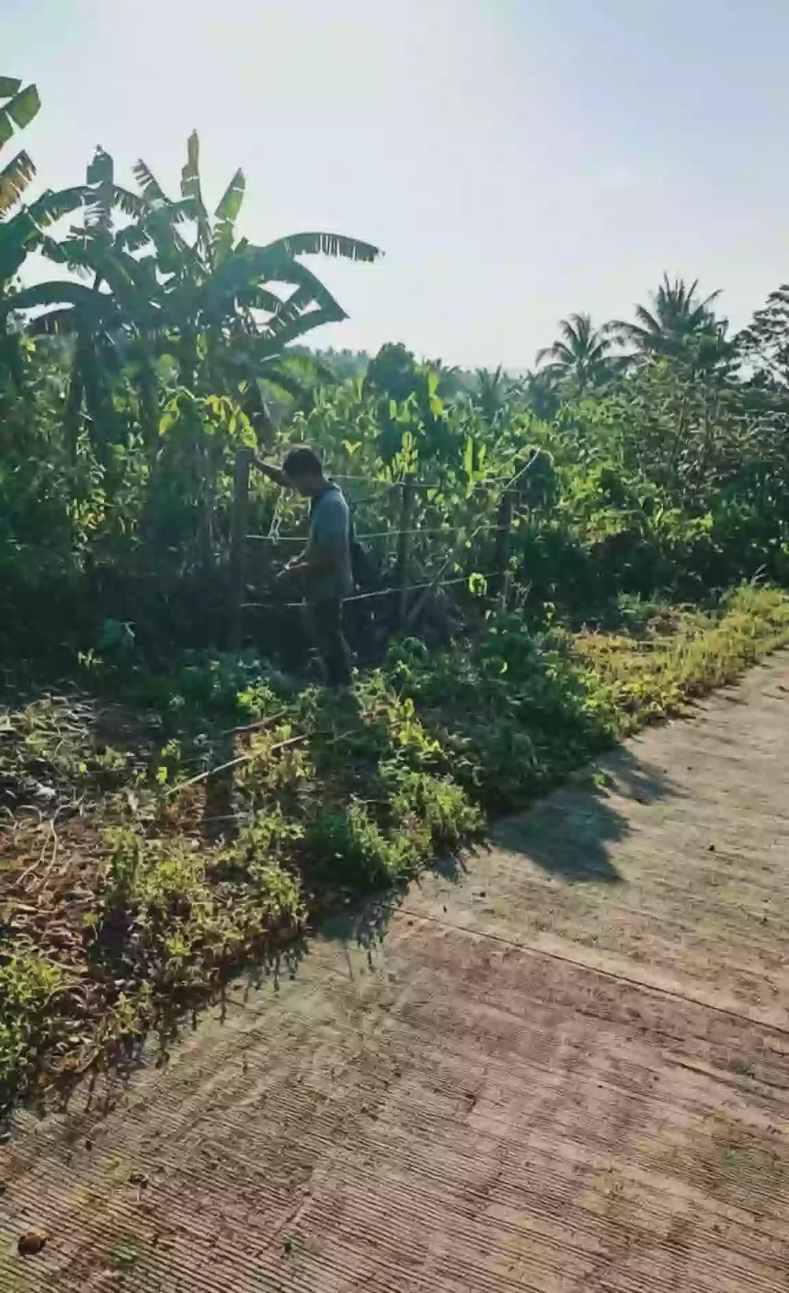 For Sale: Farm Lot in Brgy. Simpocan, Puerto Princesa City —450 per sqm sqm — Agricultural Lot in Simpocan, Puerto Princesa City, Palawan — Photo 6