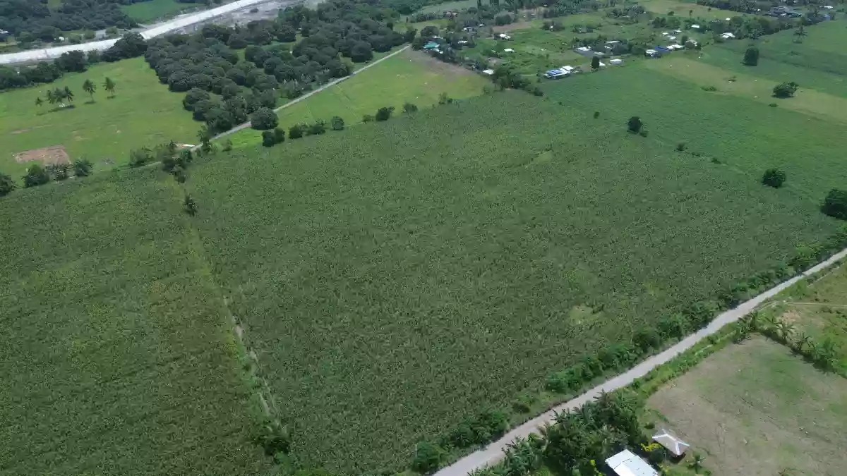 For Sale: Agricultural Lot in Cannery Site, Polomolok — 40000 sqm — Agricultural Lot in Polomolok, South Cotabato, 9504 — Photo 2