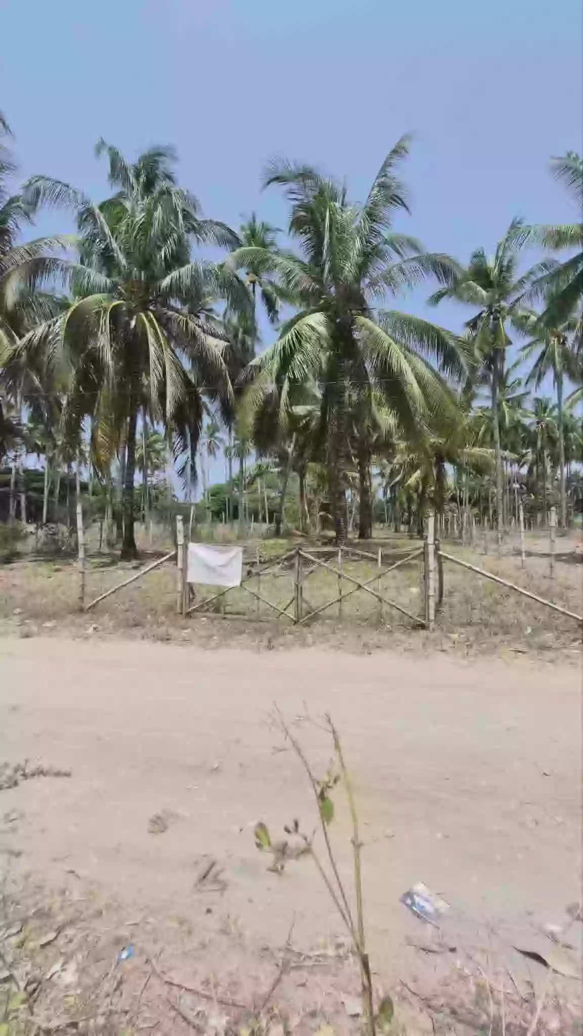 2250 sqm Residential Lot for Sale in Maluay, Zamboanguita — Investment — Residential Lot in Maluay, Zamboanguita, Negros Oriental — Photo 4