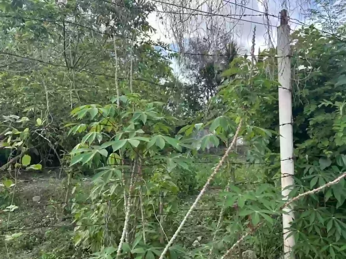 Lot For Sale here in Palestina Pili — Residential Lot in Palestina, Pili, Camarines Sur — Photo 4