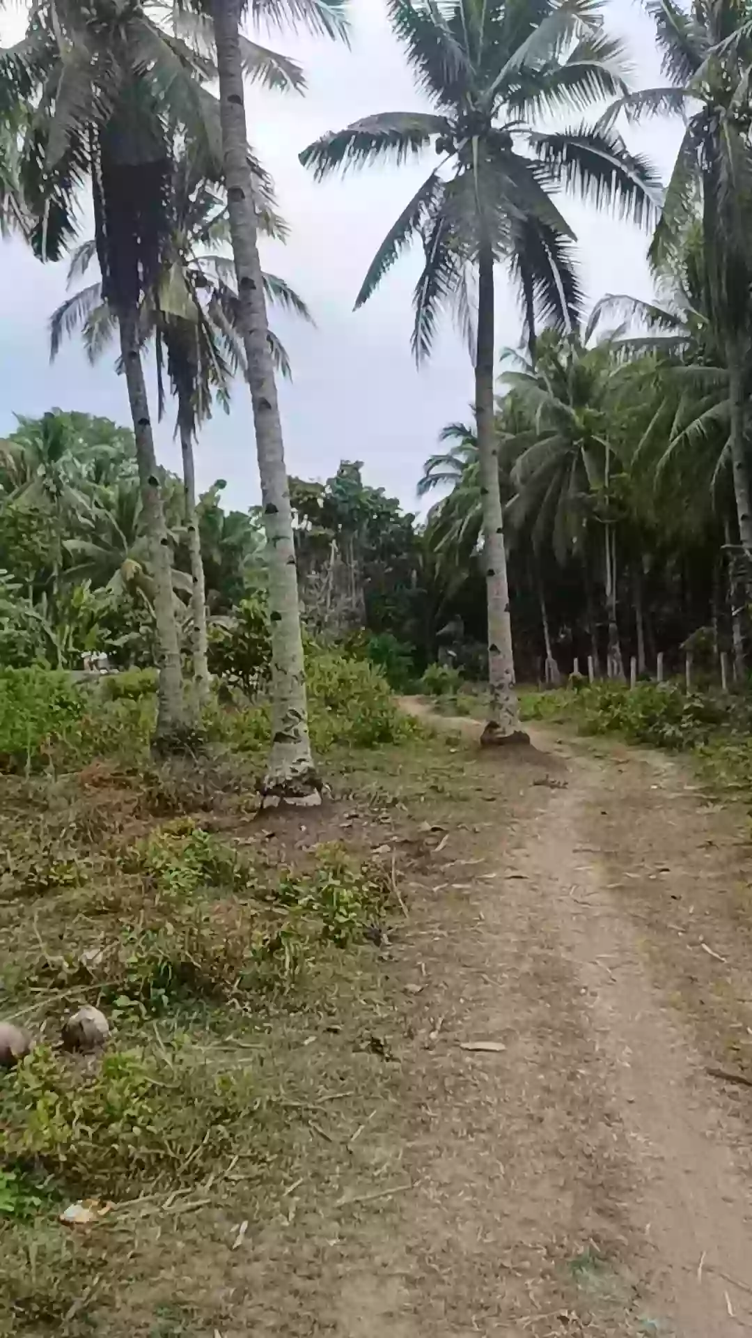 Open photo 13 of 21 — For Sale Commercial Lot in Matiao, Mati City — 7,329 sqm