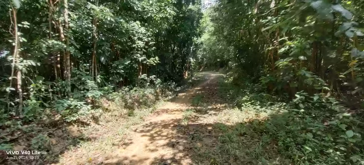 Rush Sale: 17 Hectares Agricultural Lot in New Cuyo, Roxas, Palawan — Agricultural Lot in Roxas, Palawan, 5308 — Photo 7