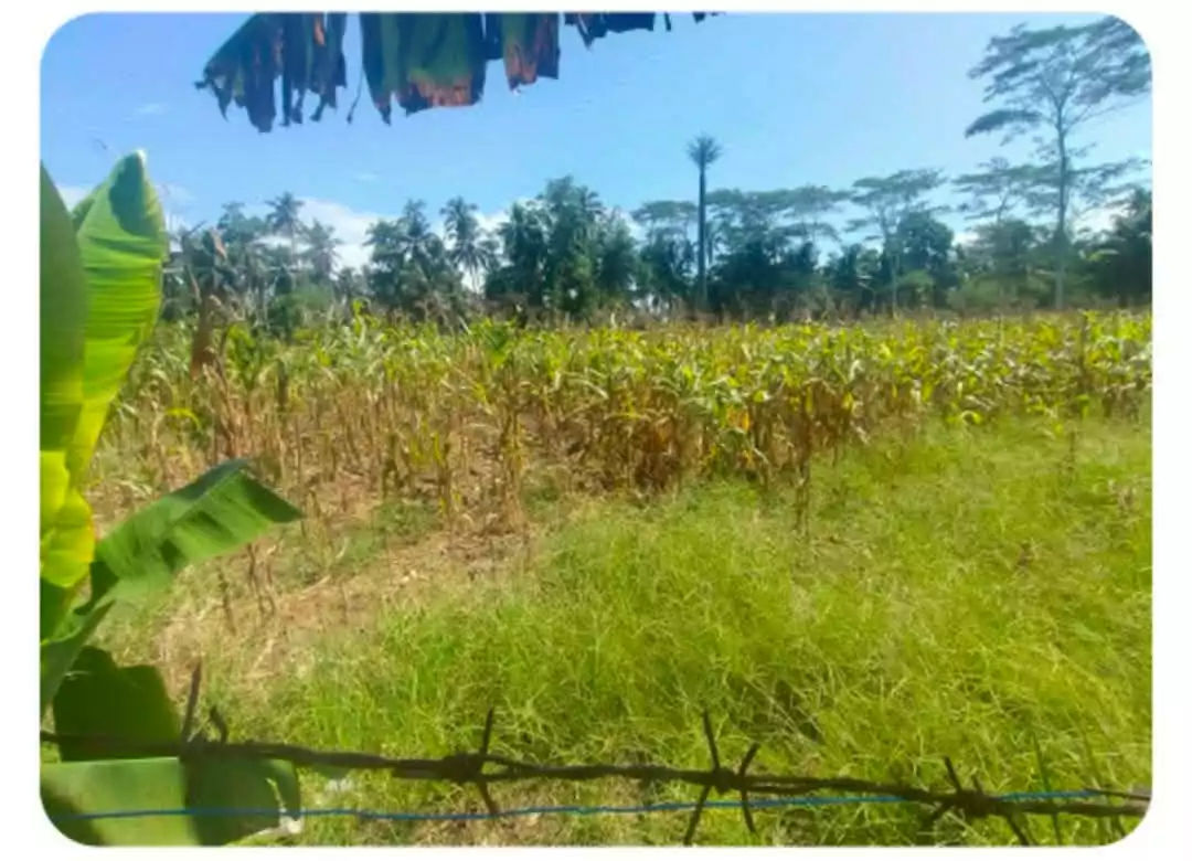 Farm Lot For Sale in Brgy. Cabcabon, Butuan City — Agricultural Lot in Butuan City, Agusan del Norte, 8600 — Photo 3