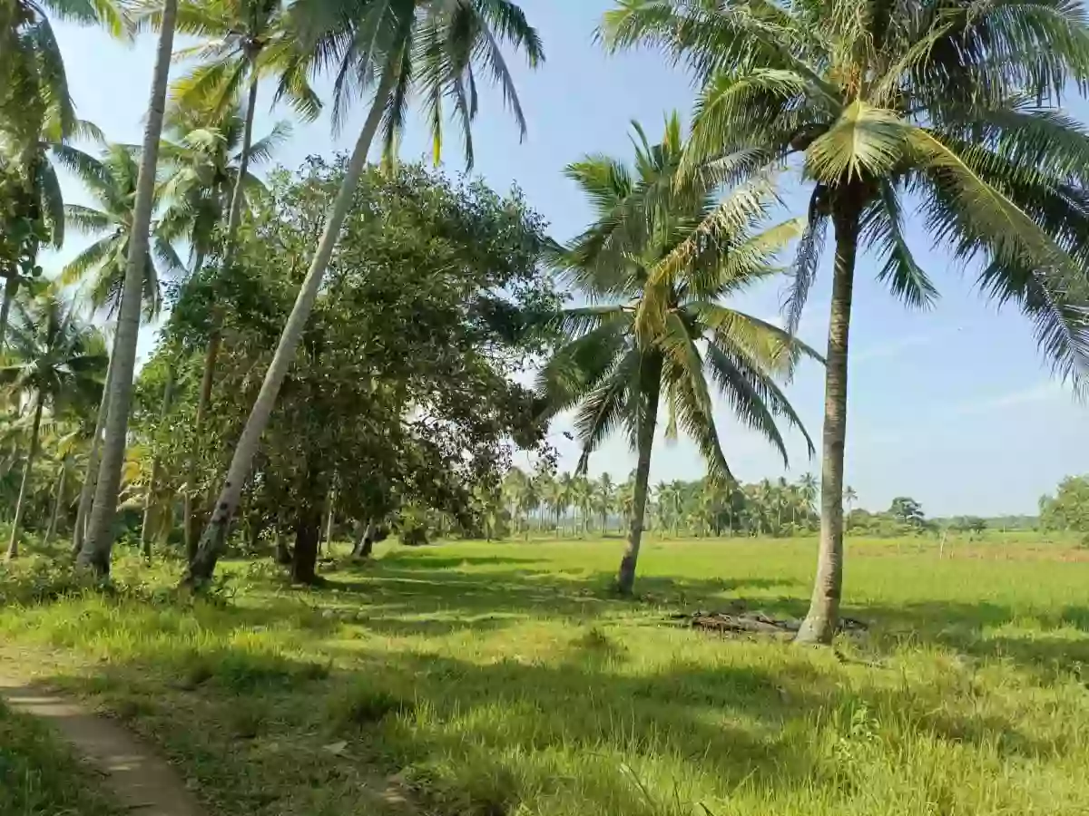 For Sale: Beach Lot in Aramaywan, Quezon, Palawan — 29955 sqm — Beach Lot in Quezon, Palawan, 5304 — Photo 6