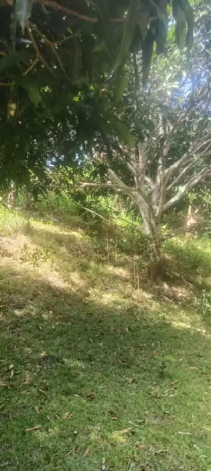LOT FOR SALE IN TANDAYAG, AMLAN, NEGROS ORIENTAL - photo 2