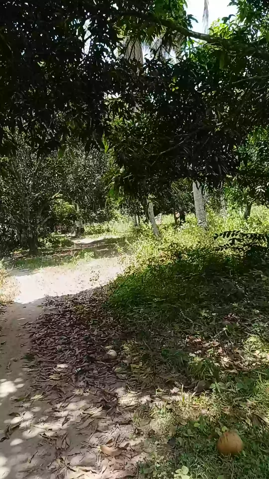 For Sale: Agricultural Lot in Tuatua, Matiao, Mati City — 60,316 sqm — Agricultural Lot in Matiao, Mati, Davao Oriental — Photo 3