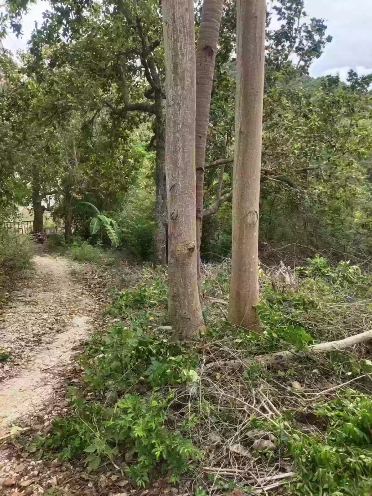 For Sale: Residential Lot in Poblacion, Boljoon, Cebu — Residential Lot in Boljoon, Cebu, 6024 — Photo 5