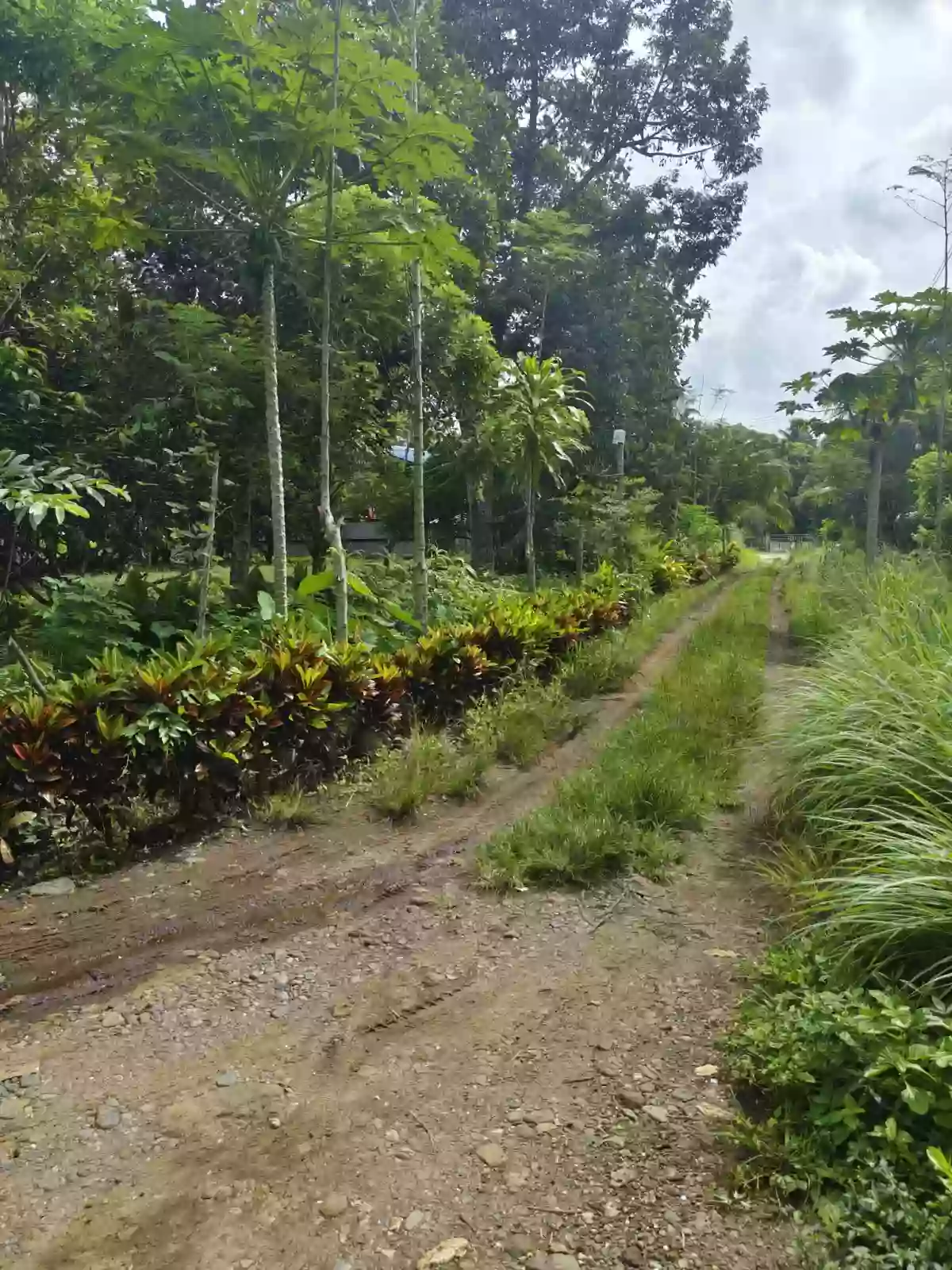 For Sale: Calinan (Pob.) Residential Lot in Davao City — Near School — Residential Lot in Calinan (Pob.), Davao City, Davao del Sur — Photo 2
