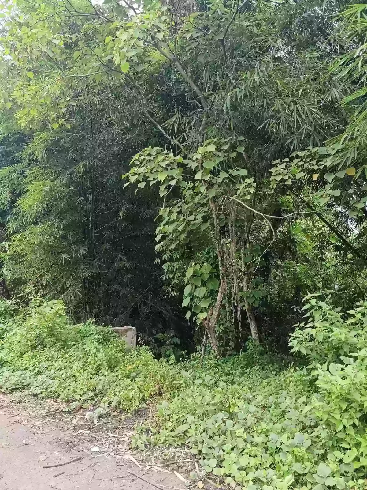 Lot For Sale - 15,399 SQM Investment Property Beside Apo Highlands Subdivision | Catalunan Grande, Davao City — Agricultural Lot in Catalunan Grande, Davao City, Davao del Sur — Photo 3