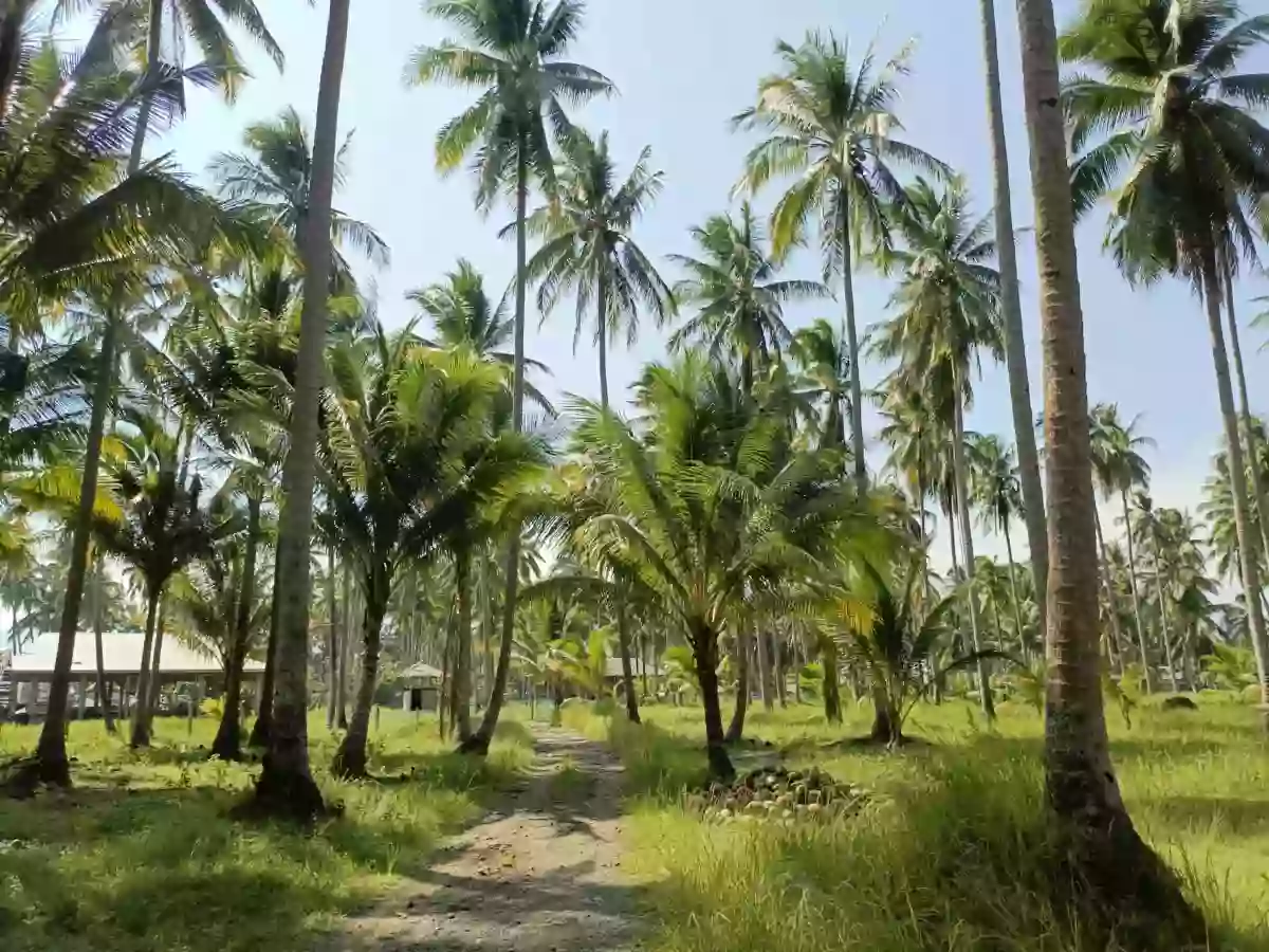 For Sale: Beach Lot in Aramaywan, Quezon, Palawan — 29955 sqm — Beach Lot in Quezon, Palawan, 5304 — Photo 4