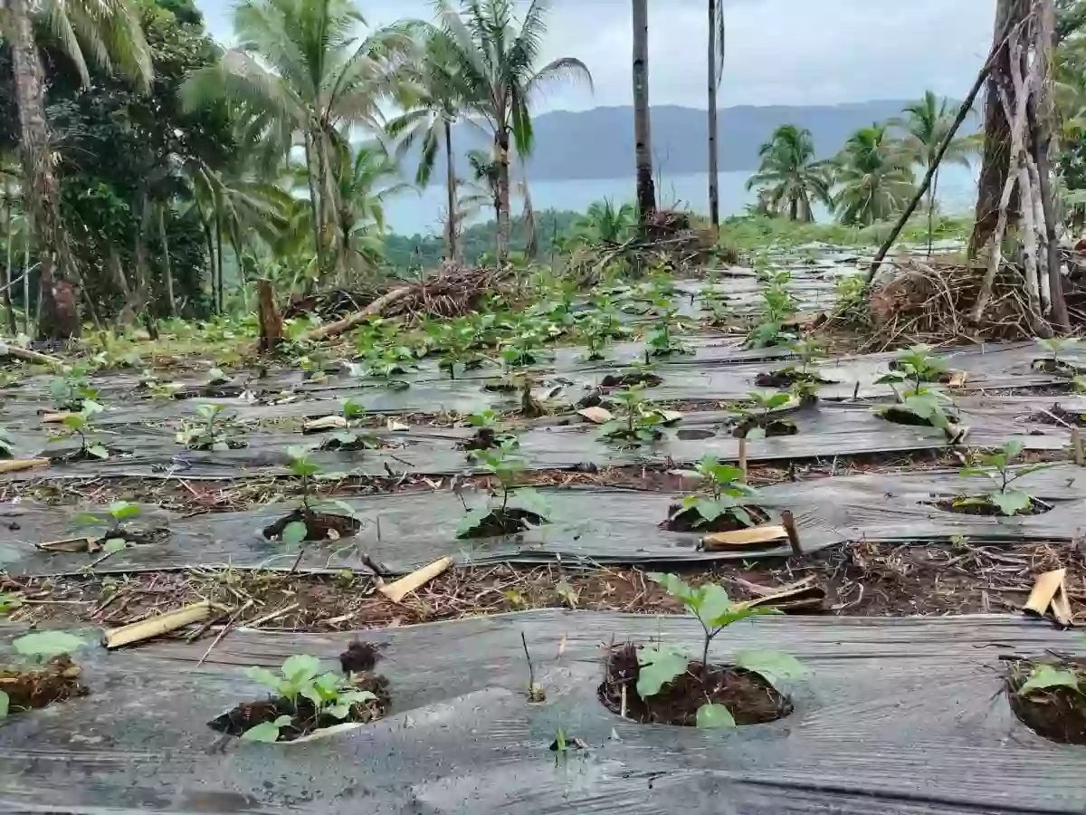 For Sale: Agricultural Lot in Bangayan, Kitcharao — 27000 sqm — Agricultural Lot in Kitcharao, Agusan del Norte, 8609 — Photo 5
