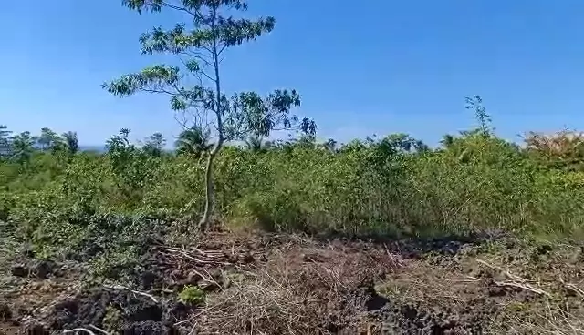 For Sale 2,000sqm Overlooking Agricultural Lot in Mercedes, Poro, Camotes — Agricultural Lot in Poro, Cebu, 6049 — Photo 5