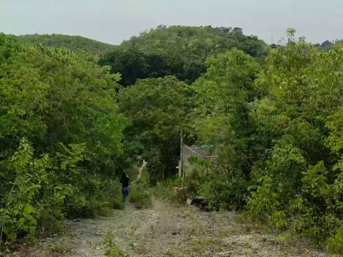 For Sale: 21,444 sqm Agricultural Lot in Santa Cruz, Liloan — Flat with Elevated Portion — Agricultural Lot in Santa Cruz, Liloan, Cebu — Photo 4