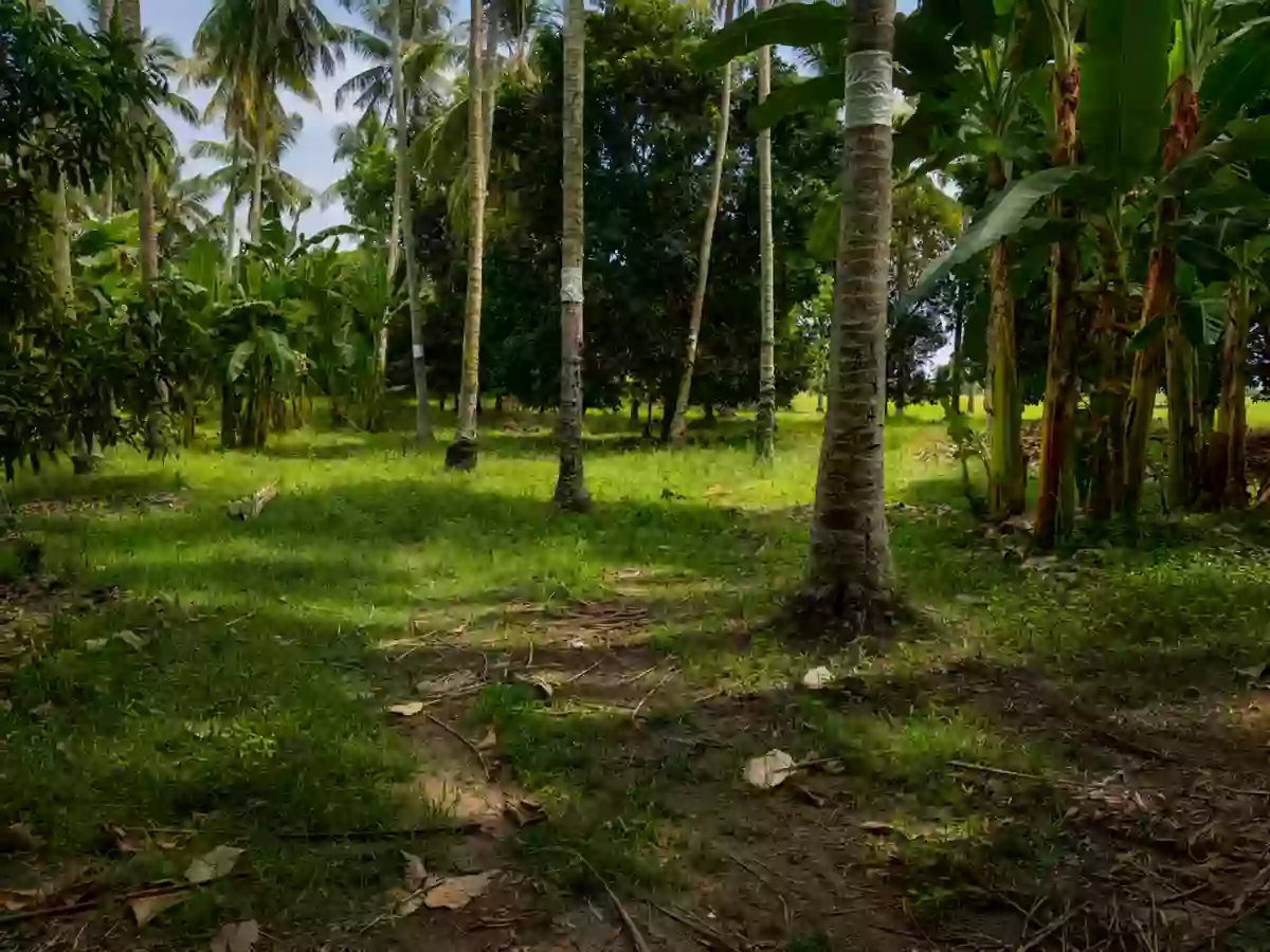 For Sale: Agricultural Lot in Matti, Digos — 40000 sqm along road — Agricultural Lot in Digos, Davao del Sur, 8002 — Photo 3