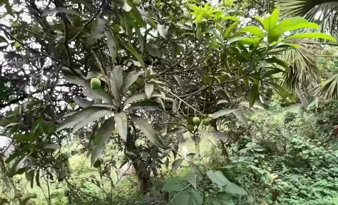 For Sale: Agricultural Lot in San Miguel II, Silang — 17589 sqm — Agricultural Lot in SITIO BANABA, San Miguel II, Silang — Photo 2