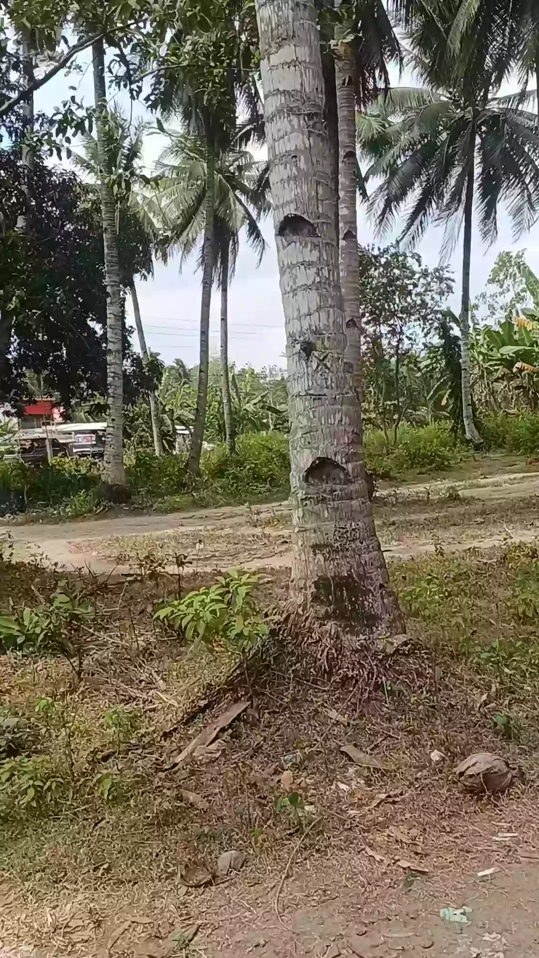 Open photo 17 of 21 — For Sale Commercial Lot in Matiao, Mati City — 7,329 sqm