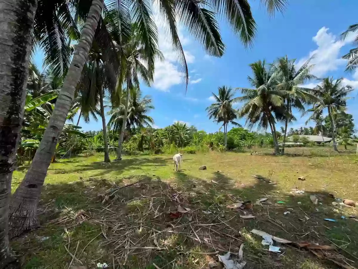 For Sale: Residential Lot in Bacung, Negros Oriental — 1898 sqm — Residential Lot in Bacung, Negros Oriental, 6216 — Photo 3