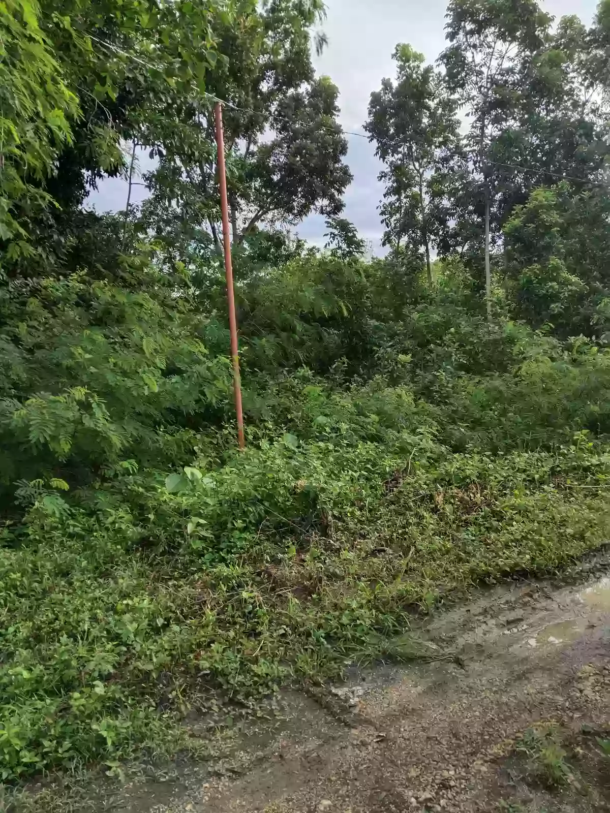 For Sale: Residential Lot in Santa Cruz, Baclayon — 2646 sqm — Residential Lot in Santa Cruz, Baclayon, Bohol — Photo 5