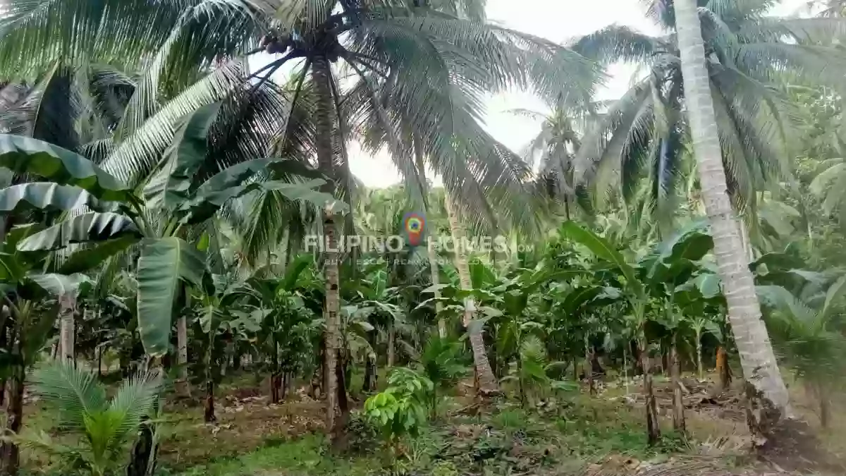 For Sale: Agricultural Lot Near Upper Balogo Elementary School, Pigkawayan — 28570 sqm — Agricultural Lot in Pigkawayan, Cotabato, 9412 — Photo 2