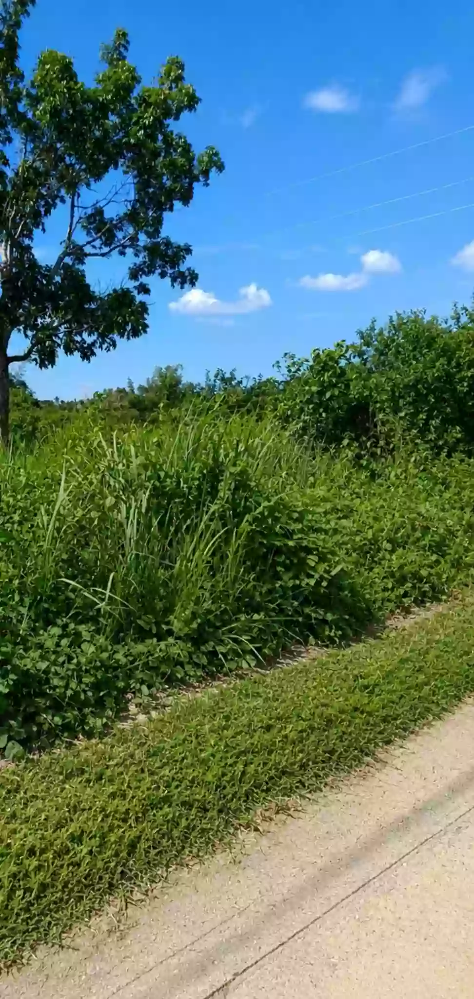 RESIDENTIAL LOT FOR SALE — Residential Lot in Pacol, Naga City, Camarines Sur — Photo 3