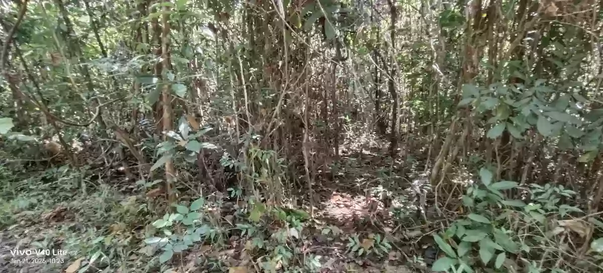 Rush Sale: 17 Hectares Agricultural Lot in New Cuyo, Roxas, Palawan — Agricultural Lot in Roxas, Palawan, 5308 — Photo 5