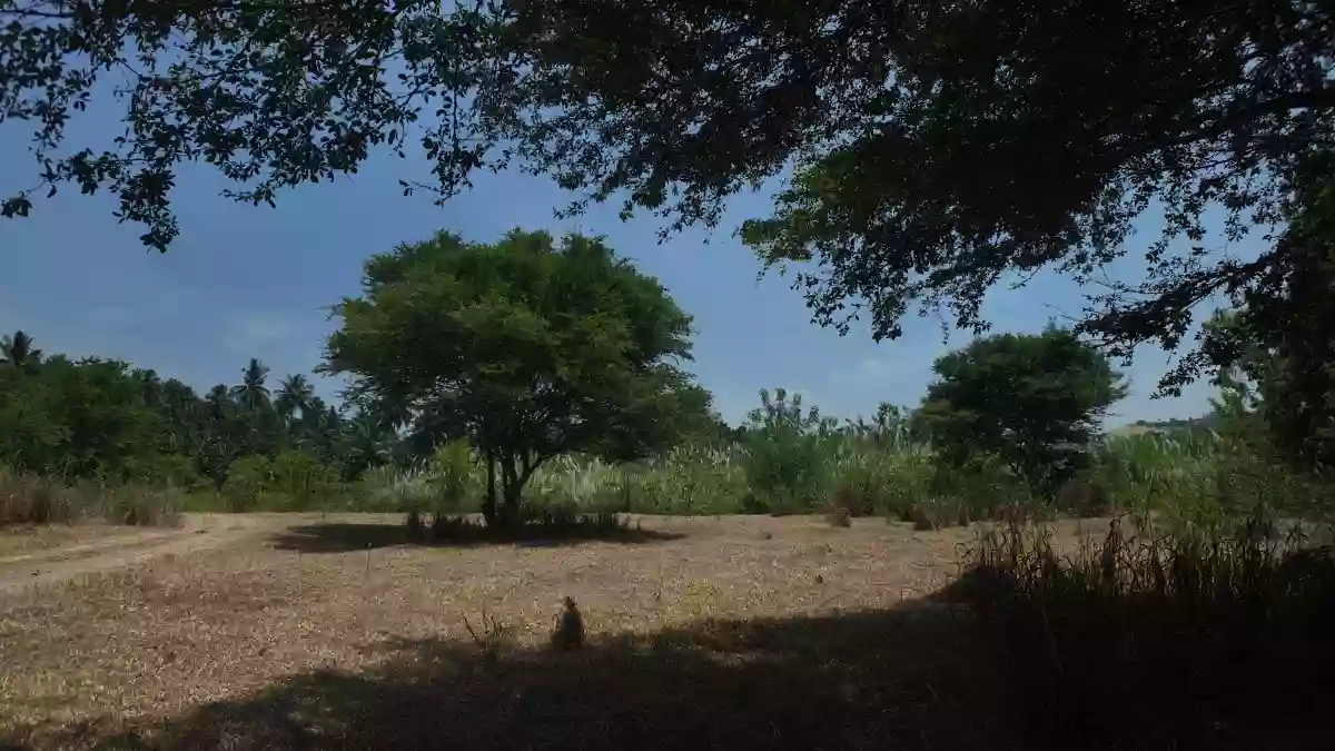 For Sale: Agricultural Lot in Domolok, Alabel — 117,000 sqm — Agricultural Lot in Domolok, Alabel, Sarangani — Photo 2