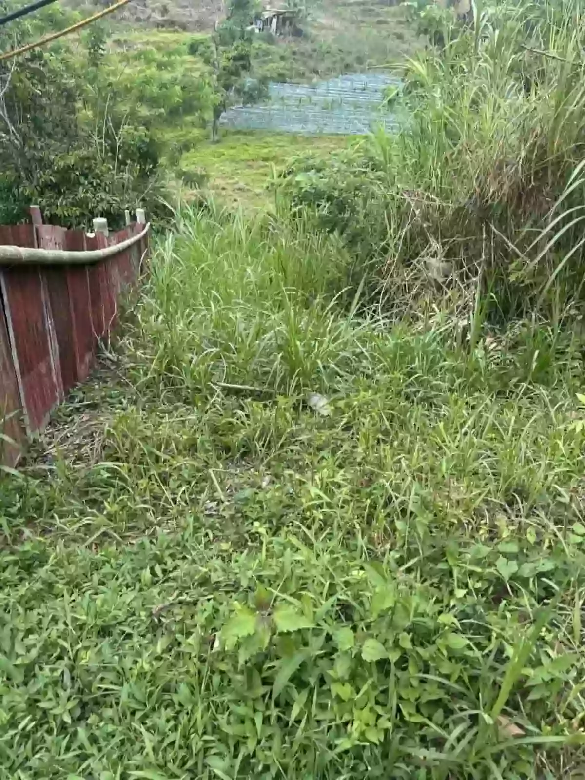 Babag Agricultural Lot for Sale in Cebu City — Investment Land — Agricultural Lot in babag Cebu City, Babag, Cebu City — Photo 3