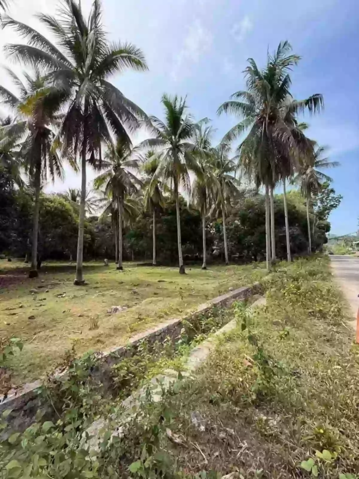 FOR SALE: Agricultural Lot Near Samal Beaches, San Remigio, Samal — 42000 sqm — Agricultural Lot in Samal, Davao del Norte, 8119 — Photo 3