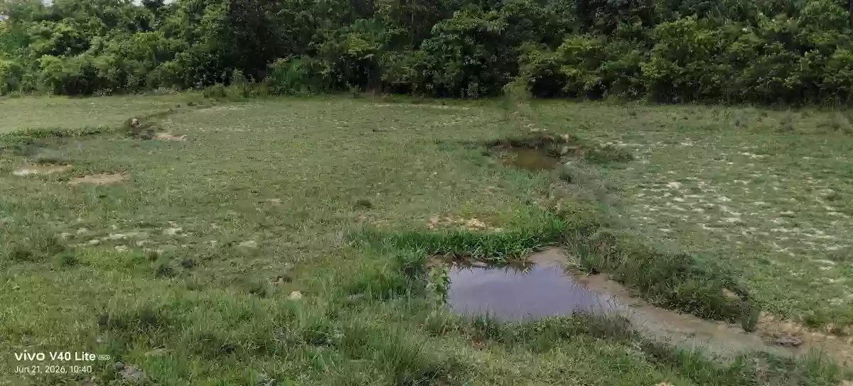 Rush Sale: 89,000 sqm Agricultural Lot in New Cuyo, Roxas, Palawan — Agricultural Lot in Roxas, Palawan, 5308 — Photo 7