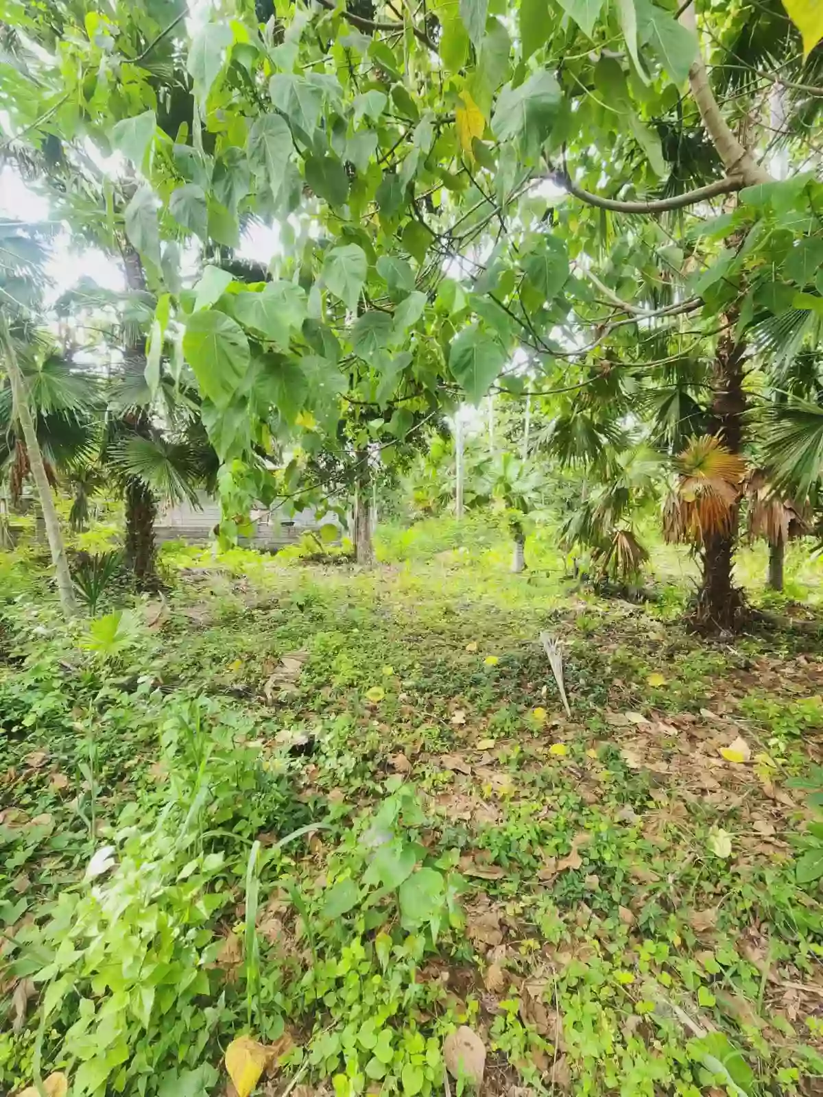 170 sqm RESIDENTIAL LOT FOR SALE - SOCCSKSARGEN — Residential Lot in Katangawan, Gen. Santos City, South Cotabato — Photo 5