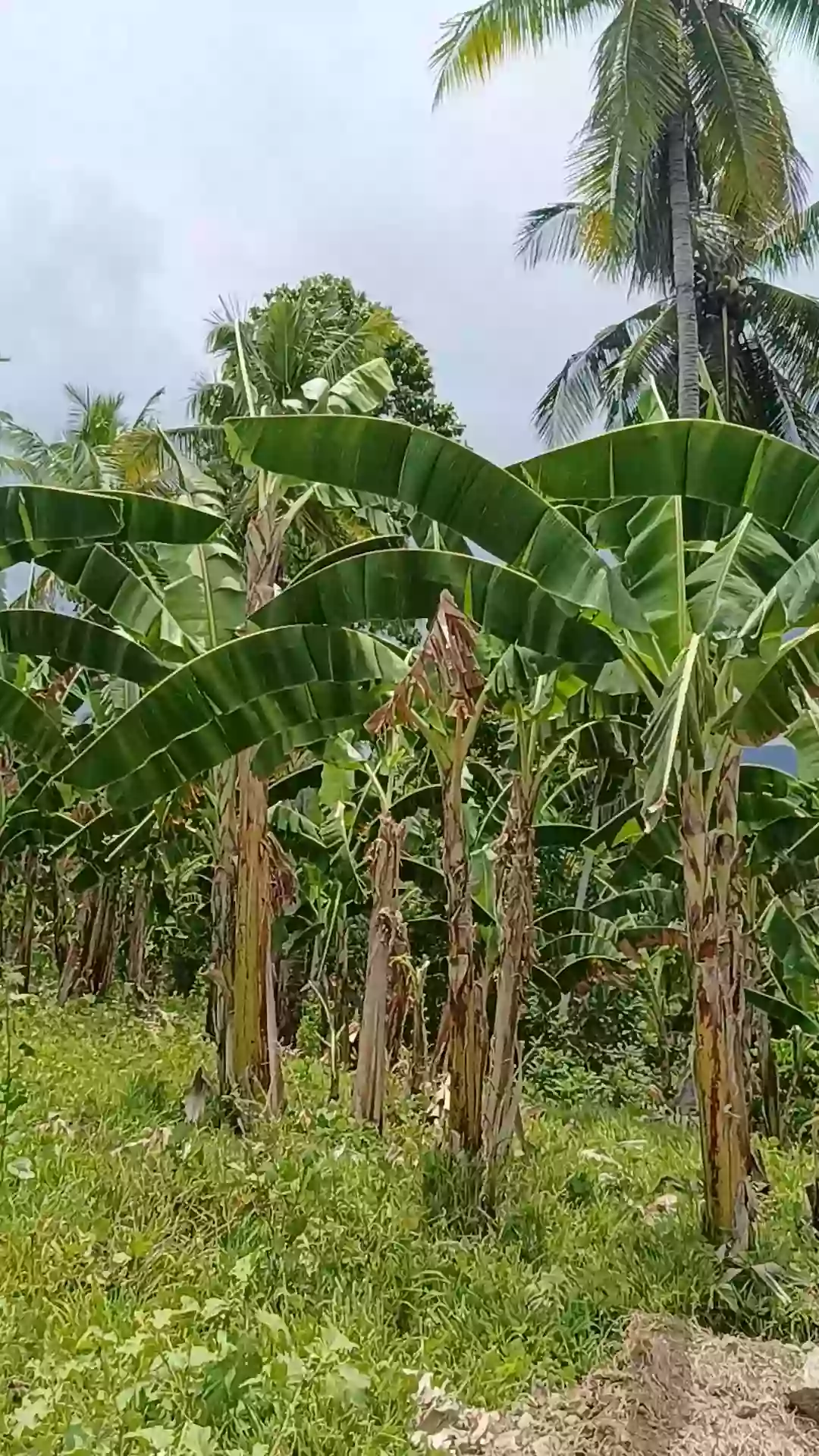 For Sale: Agricultural Lot in Pamuanon, Matiao, Mati City — 89,678 sqm — Agricultural Lot in Matiao, Mati, Davao Oriental — Photo 6