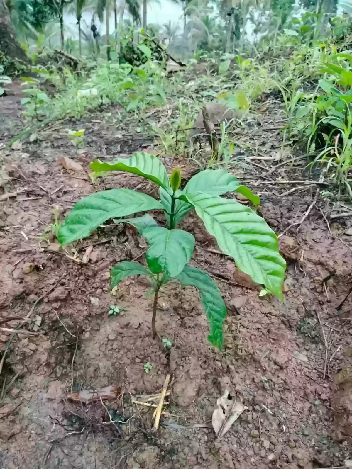 For Sale: Agricultural Lot in Bangayan, Kitcharao — 27000 sqm — Agricultural Lot in Kitcharao, Agusan del Norte, 8609 — Photo 6