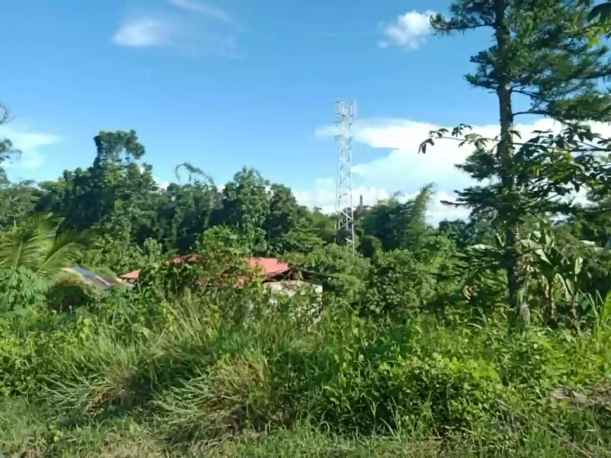 For Sale: Agricultural Lot in Casisang, Malaybalay — 1099 sqm — Agricultural Lot in Malaybalay, Bukidnon, 8700 — Photo 7