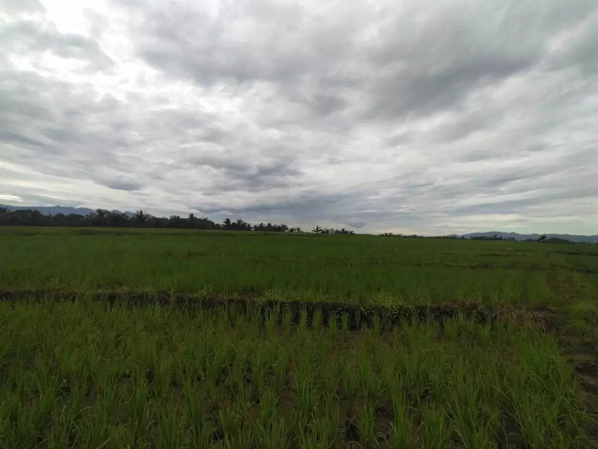 For Sale: Agricultural Lot in Imbatug (Pob.), Balungon, Bukidnon — Farming Parcel — Agricultural Lot in Balungon, Bukidnon, 8707 — Photo 2